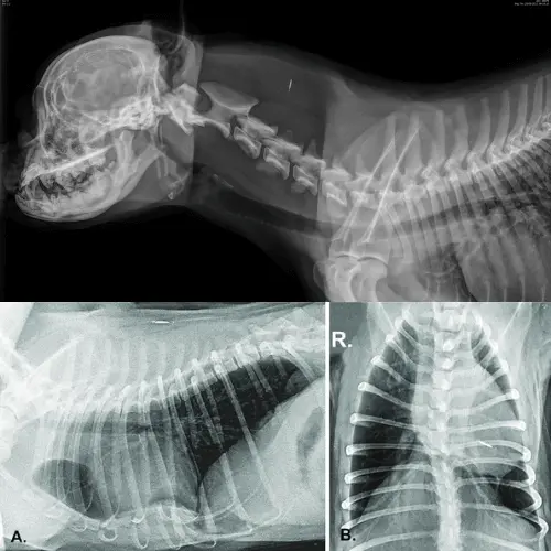 French Bulldog X-ray